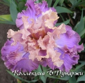 трехглавый дракон